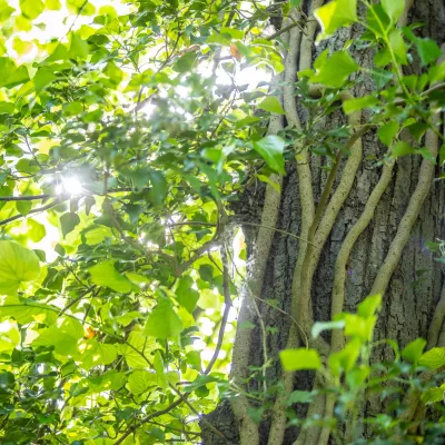 Verwurzelter Baum auf dem Waldgrundstück