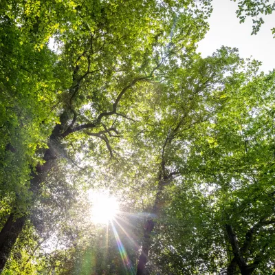 Sonnenstralen durch das Blätterdach