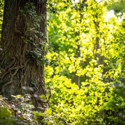 Verwurzelter Baum auf dem Waldgrundstück