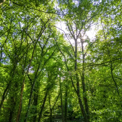Blick in das Waldgrundstück