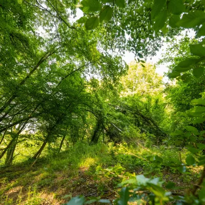 Blick in das Waldgrundstück